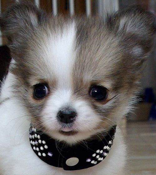 Welpenhalsband mini Strass Leder Halsband